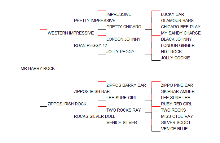 Pedigree Mr Barry Rock [Western Impressive x Zippos Irish Rock por Zippos Irish Bar]