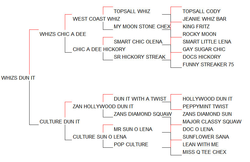 Pedigree Whizs Dun It [Whizs Chic A Dee x Culture Dun It por Zan Hollywood Dun It]